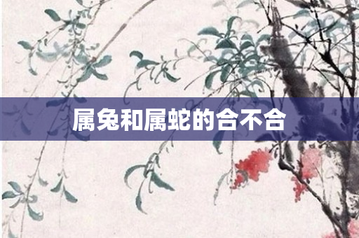 属兔和属蛇的合不合