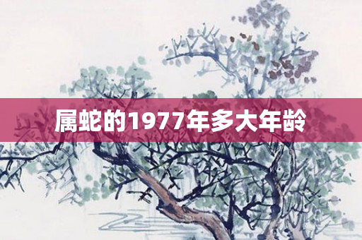 属蛇的1977年多大年龄