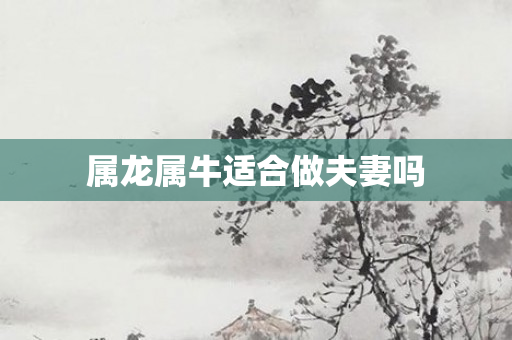 属龙属牛适合做夫妻吗