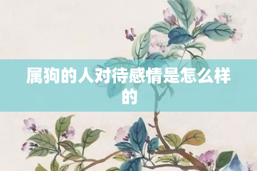 属狗的人对待感情是怎么样的