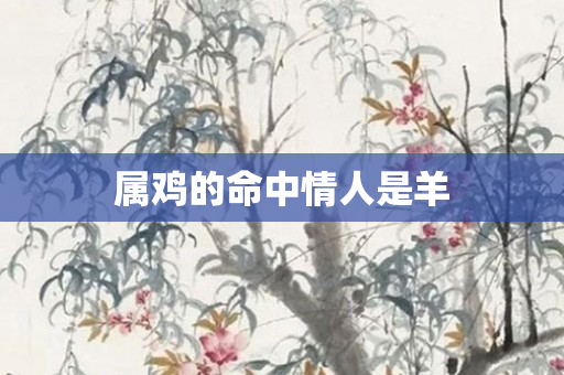 属鸡的命中情人是羊