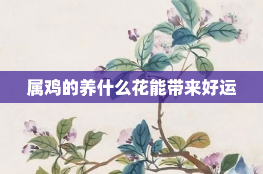 属鸡的养什么花能带来好运