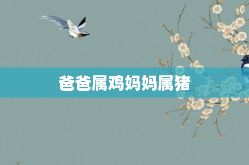 爸爸属鸡妈妈属猪