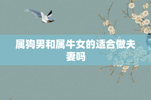 属狗男和属牛女的适合做夫妻吗