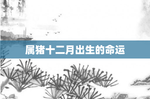 属猪十二月出生的命运