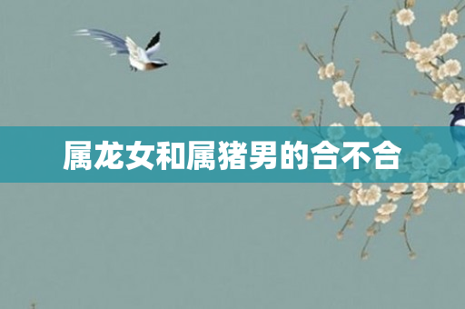 属龙女和属猪男的合不合