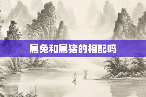 属兔和属猪的相配吗