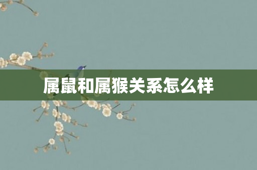 属鼠和属猴关系怎么样