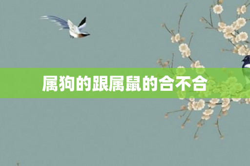 属狗的跟属鼠的合不合