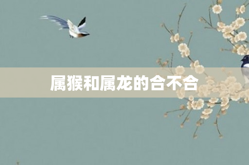 属猴和属龙的合不合