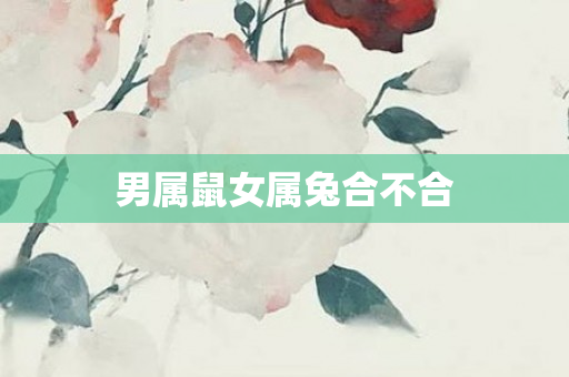 男属鼠女属兔合不合