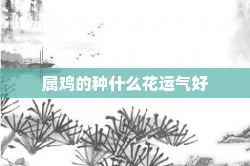属鸡的种什么花运气好