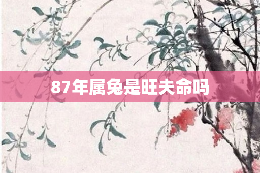 87年属兔是旺夫命吗