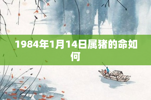 1984年1月14日属猪的命如何