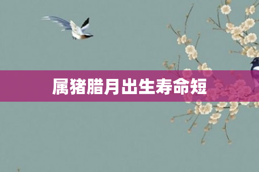 属猪腊月出生寿命短