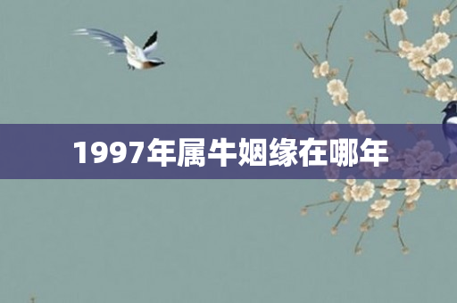 1997年属牛姻缘在哪年