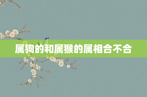 属狗的和属猴的属相合不合