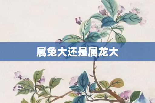 属兔大还是属龙大