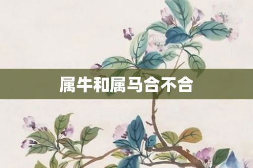 属牛和属马合不合