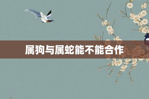 属狗与属蛇能不能合作