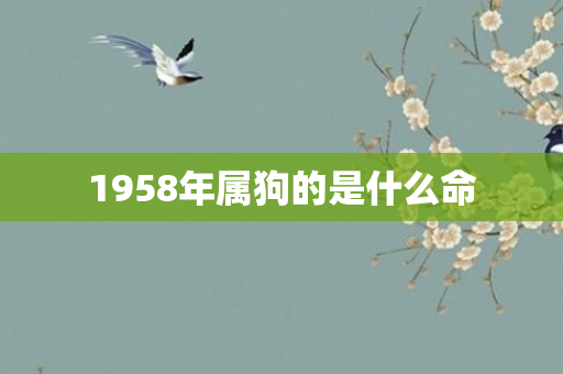 1958年属狗的是什么命