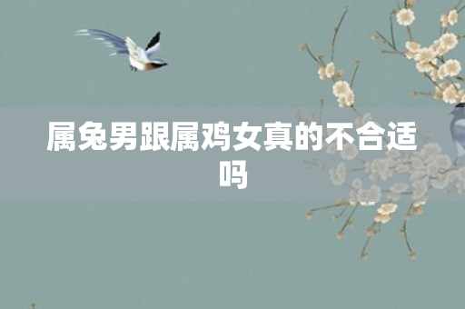 属兔男跟属鸡女真的不合适吗