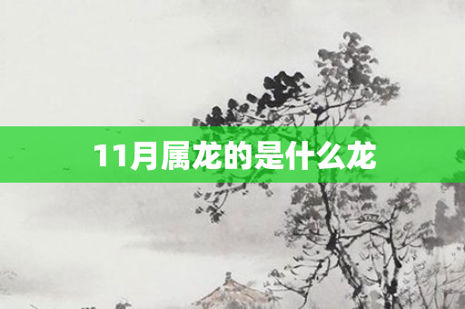 11月属龙的是什么龙