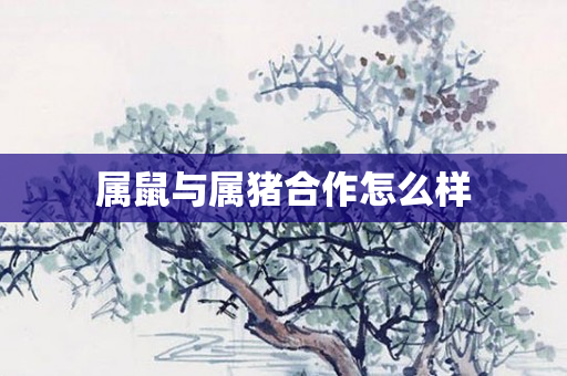 属鼠与属猪合作怎么样