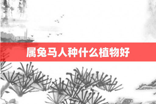 属兔马人种什么植物好