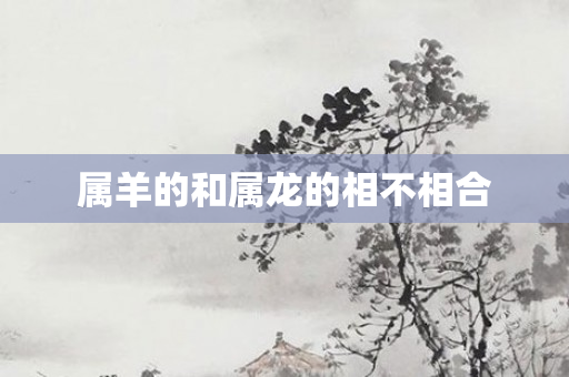 属羊的和属龙的相不相合