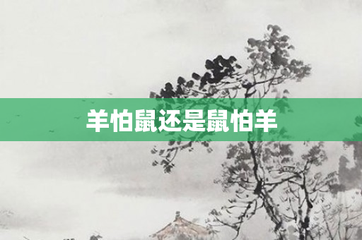 羊怕鼠还是鼠怕羊