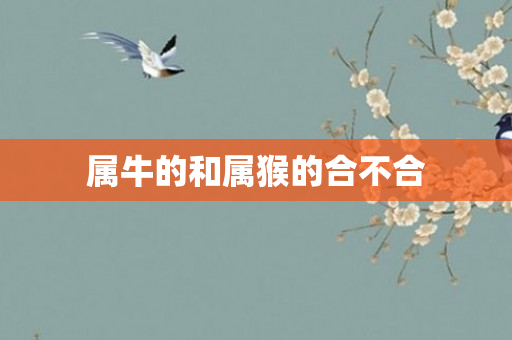 属牛的和属猴的合不合
