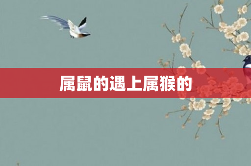 属鼠的遇上属猴的