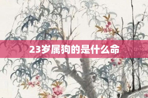 23岁属狗的是什么命