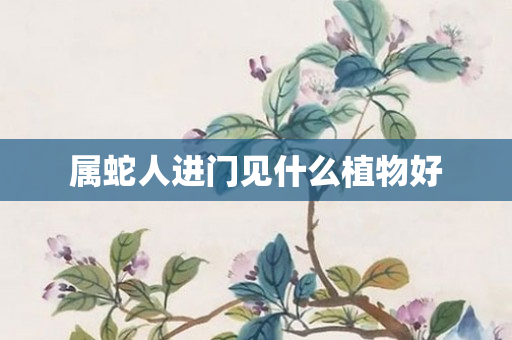 属蛇人进门见什么植物好