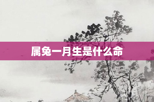 属兔一月生是什么命