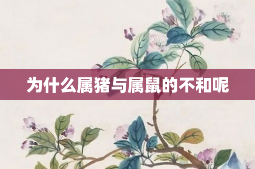 为什么属猪与属鼠的不和呢