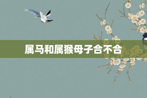 属马和属猴母子合不合
