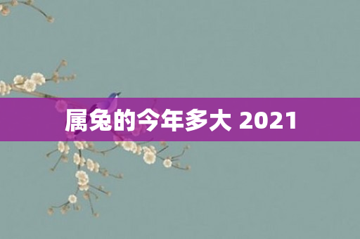 属兔的今年多大 2021