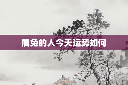 属兔的人今天运势如何