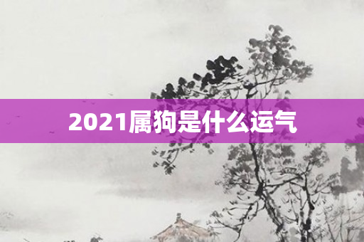 2021属狗是什么运气