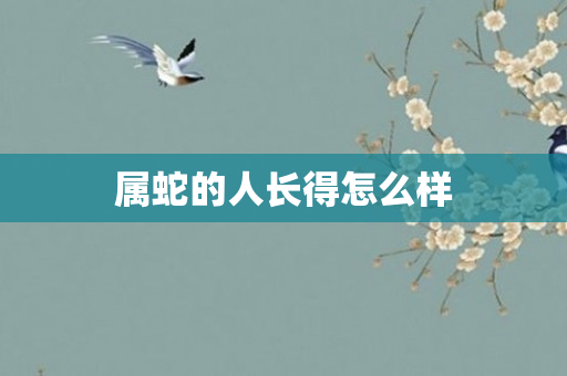 属蛇的人长得怎么样