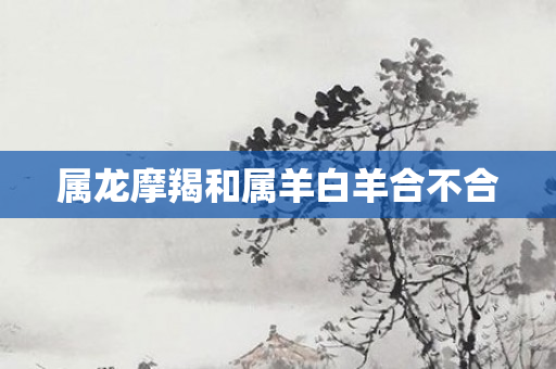 属龙摩羯和属羊白羊合不合
