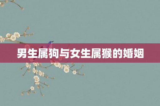 男生属狗与女生属猴的婚姻