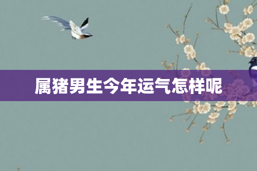 属猪男生今年运气怎样呢