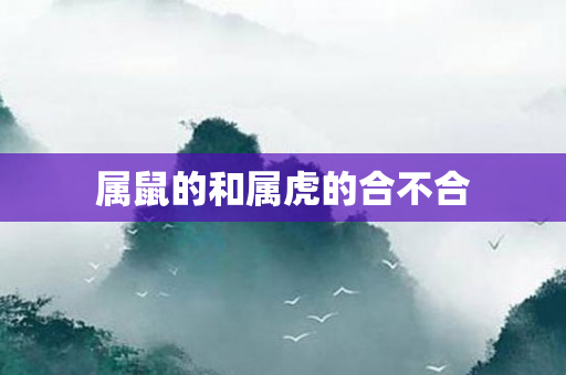 属鼠的和属虎的合不合