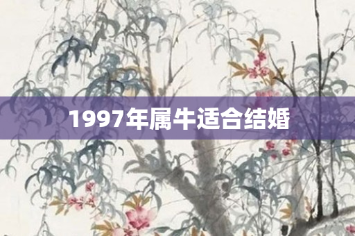 1997年属牛适合结婚