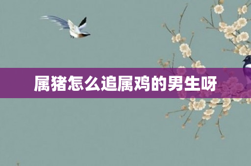 属猪怎么追属鸡的男生呀