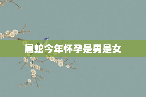 属蛇今年怀孕是男是女