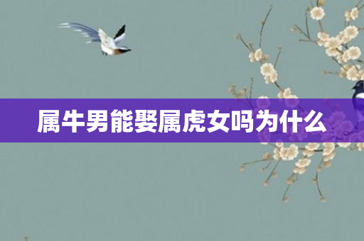 属牛男能娶属虎女吗为什么